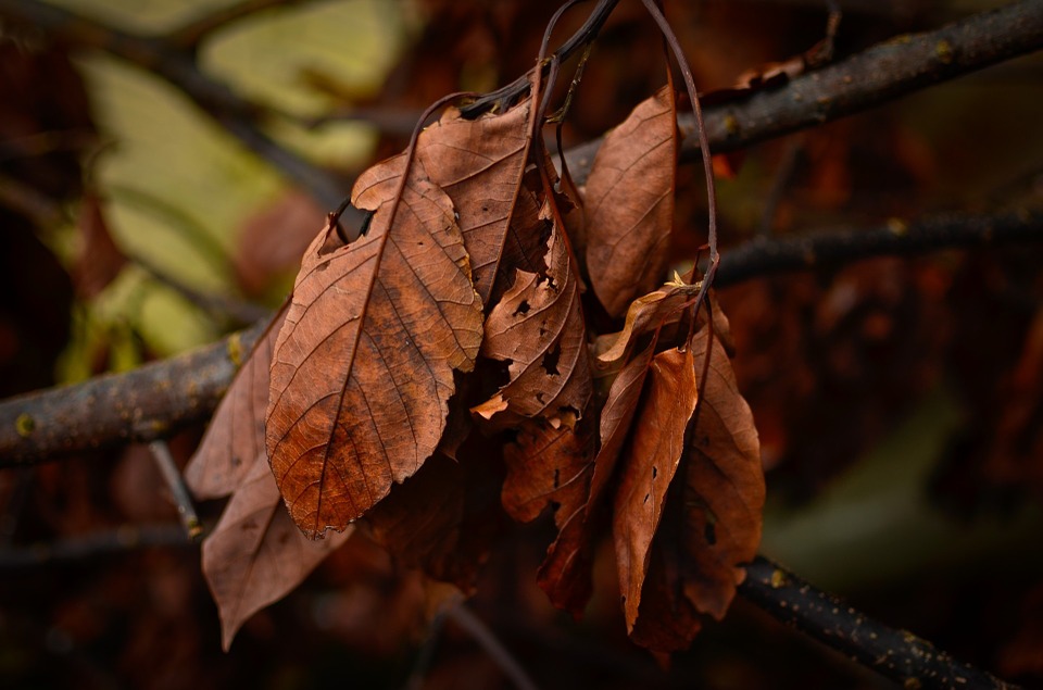 dry-leaves-214283_960_720