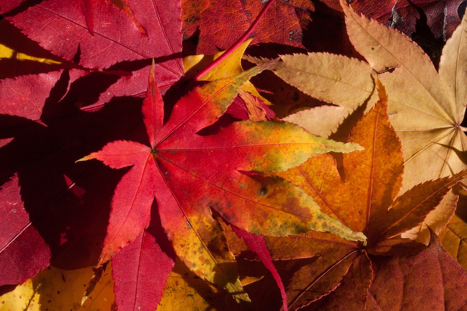 Finding Beauty in the Breakdown of Fall What the Seasons Can Tell Us About Our Lives