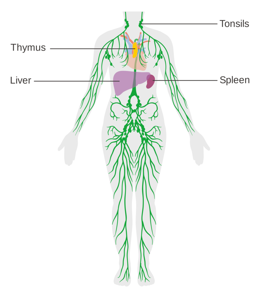 Diagram_of_the_lymphatic_system_CRUK_041.svg