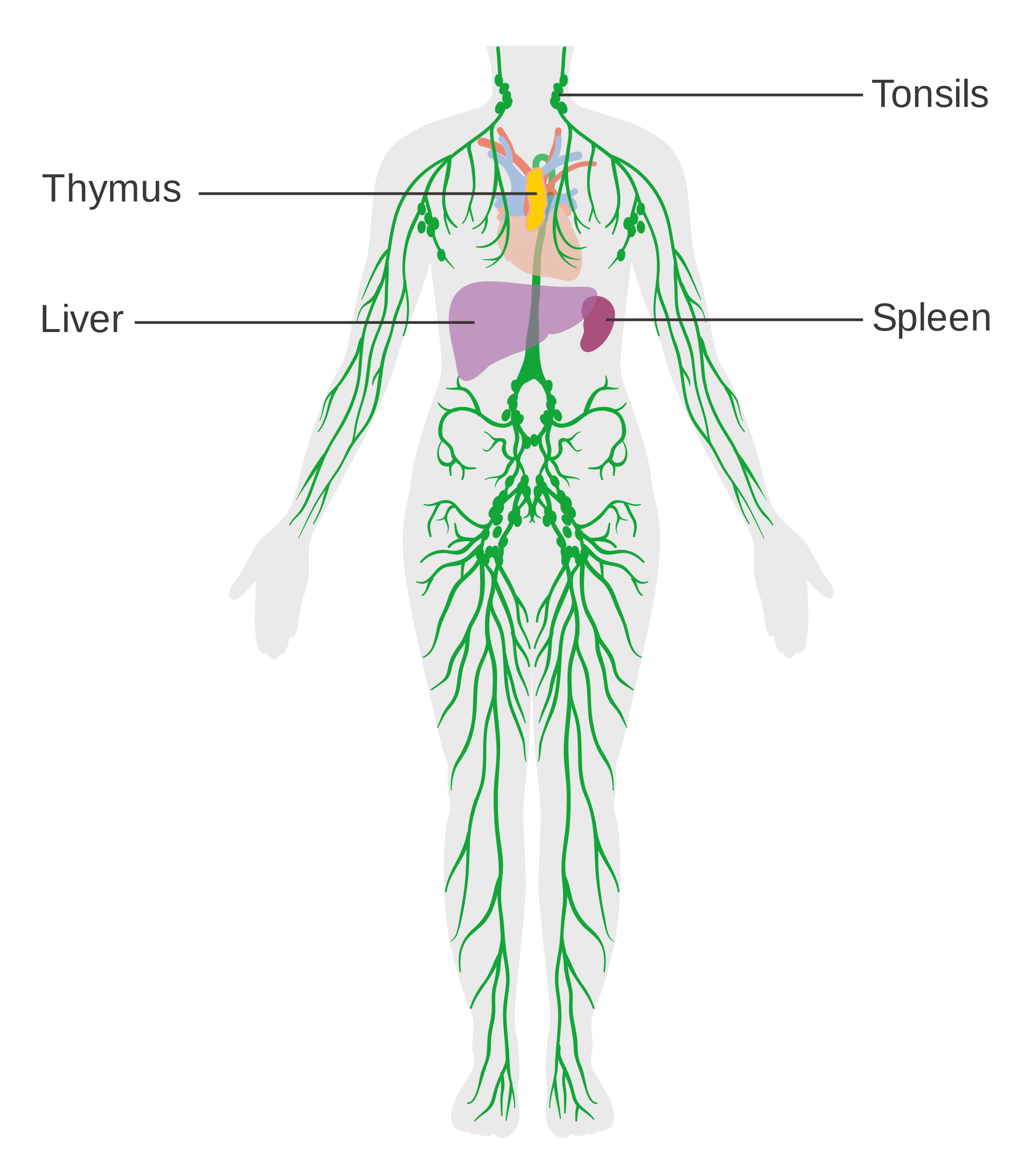 Lymphatic Chart