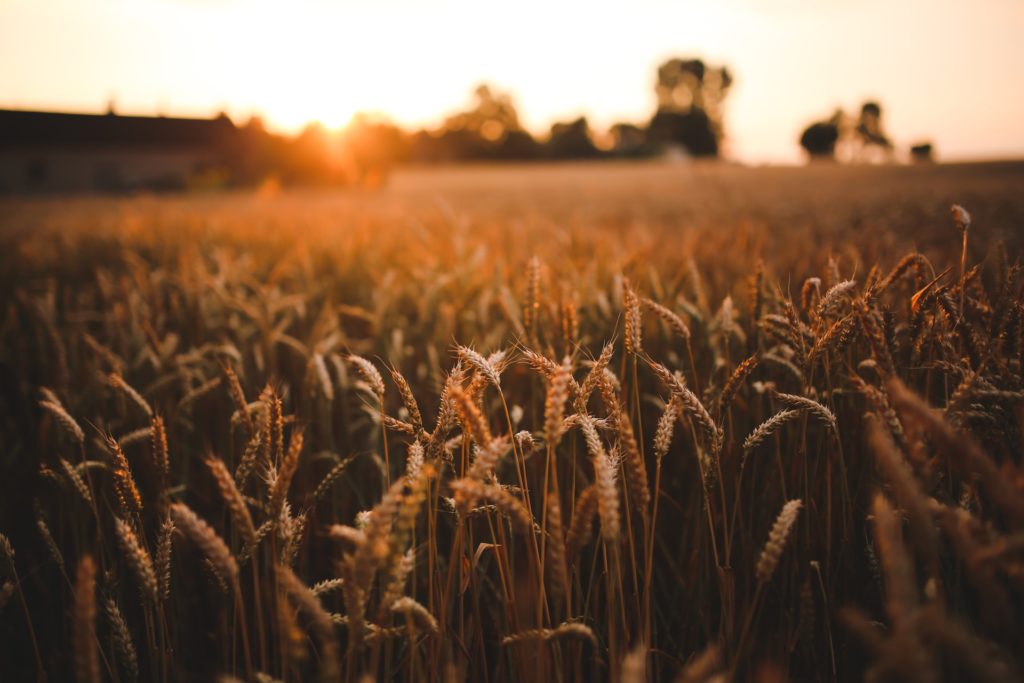 grain-sunset-love-field (1)