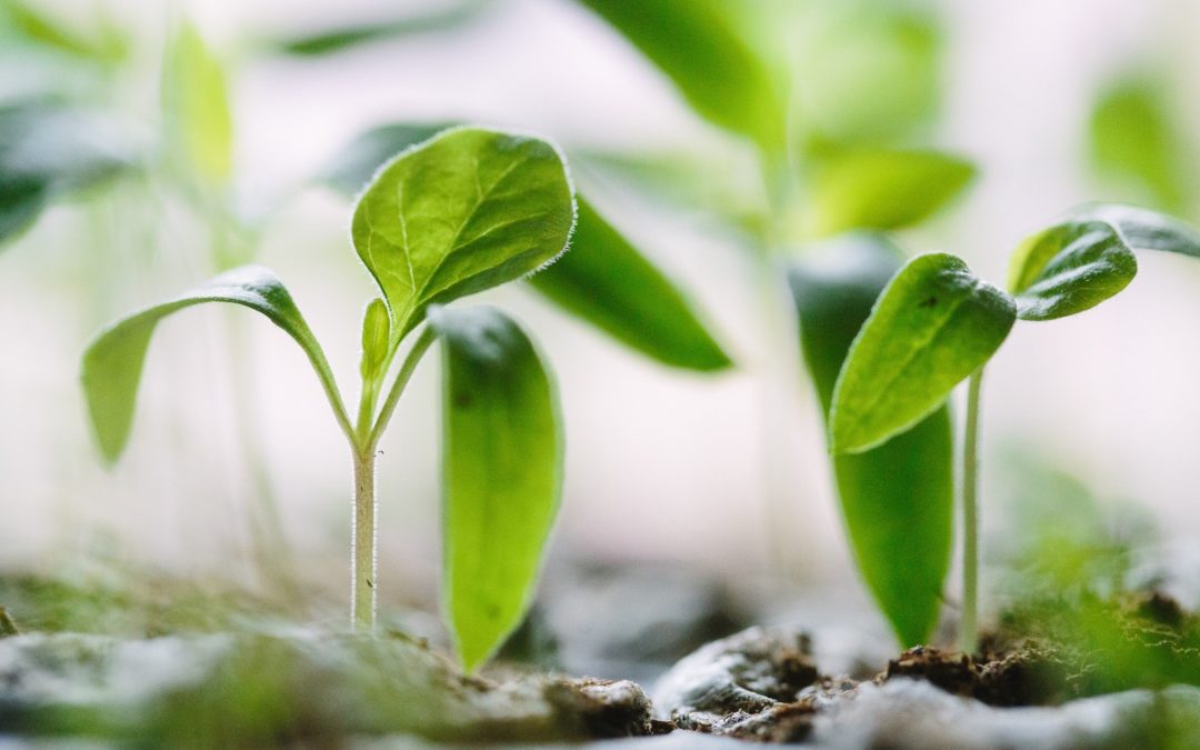 How the Spring Helps Us Change Our Lives and Grow Into Ourselves Find Out What the Natural World Can Tell You about Yourself